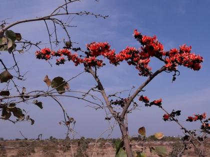 Color of the Flame of the Fire on the Rann | रानमाळावर 'फ्लेम ऑफ द फायर'चा रंगोत्सव