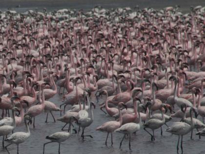 Government is positive about the natural habitat and safety of "Flamingo", informed Sudhir Mungantiwar   | "फ्लेमिंगो" चा नैसर्गिक अधिवास व सुरक्षिततेबाबत सरकार सकारात्मक, सुधीर मुनगंटीवार यांनी दिली माहिती  