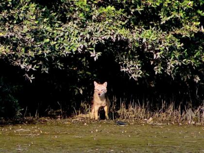 dead golden fox found by fishermen at flamingo sanctuary | फ्लेमिंगो अभयारण्यात मच्छिमारांना सापडला मृत सोनेरी कोल्हा