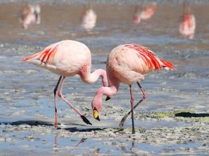 in navi mumbai are flamingos threatened by drones home department will investigate cm eknath shinde instruction to additional chief secretary sujata saunik | फ्लेमिंगोंना ड्रोनपासून धोका आहे का? गृह विभाग करणार तपासणी