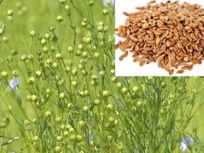 Agriculture to increase area of flax seeds crop! | जवस पिकाचे क्षेत्र वाढविण्यासाठी शेतीशाळा!