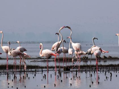 Birds fly thousands of kilometers | पक्ष्यांचे हजारो किलोमीटर्सचे उड्डाण