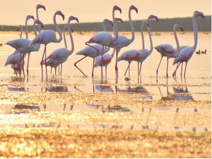 Eight-year-old African immigrant flamingo was found in the river Mithi | मिठी नदीत आठ वर्षांनी आढळले आफ्रिकेतील स्थलांतरित फ्लेमिंगो