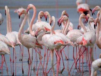 Flamingos' 'second home' on the world map! | फ्लेमिंगोंचे ‘सेकंड होम’ जगाच्या नकाशावर! 