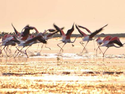 Arrival of foreign guests with Flamingo birds to Jayakwadi Dam in Aurangabad | फ्लेमिंगोसह पाहुण्या पक्ष्यांचे जायकवाडी धरणावर आगमन