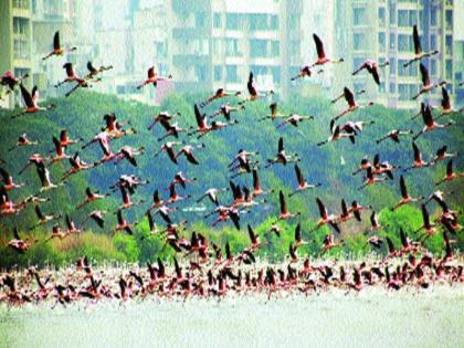 Mumbai border flamingos are huge! Hundreds of five lakh guests attend new year | मुंबई किनारी फ्लेमिंगोंची संख्या भारी! नव्या वर्षात सव्वा लाख पाहुण्यांची हजेरी