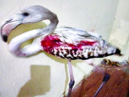 Mite flamingo bleeding | पतंगाच्या मांजाने फ्लेमिंगो रक्तबंबाळ