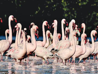 Flemingon threw the shadow of the Thane creek | फ्लेमिंगोंना ठाणे खाडीकिनाऱ्याचा मोह आवरेना