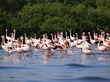 Flamingoes flock to mumbai Navi Mumbai thane as cities remains in lockdown due to coronavirus outbreak | लॉकडाउनचा परिणाम; फ्लेमिंगोंचा मानवी वस्तीजवळ मुक्त संचार