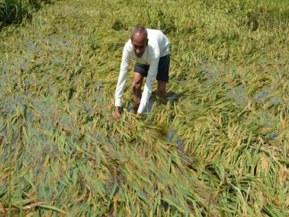 Now the flood will recede, help will be available... but farmers face 3 years of crisis! Floods have taken away the nutrients of the soil, posing a threat to the next season | आता पूर ओसरेल, मदत मिळेल... पण शेतकऱ्यांसमोर ३ वर्षे संकट! पुराने पळविले जमिनीचे पोषण, पुढील हंगामात धोका