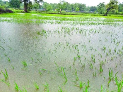 In many areas of Vikramagad taluka loss of farmers due to heavy rain | विक्रमगड तालुक्यातील अनेक भागातील भातरोपे कुजली, शेतकऱ्यांचे नुकसान