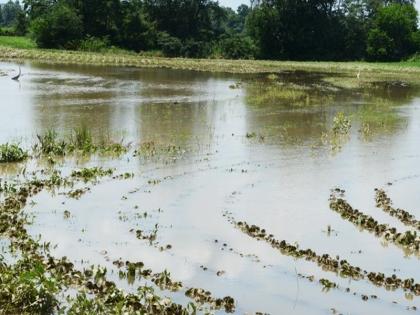 Crop Insurance Companies Gobbled Up, Farmers Are Upset; The companies earned a profit of 5 thousand crores during the year | पीकविमा कंपन्या गब्बर, शेतकरी मात्र वाऱ्यावर; कंपन्यांनी वर्षभरात कमावला ५ हजार कोटींचा नफा