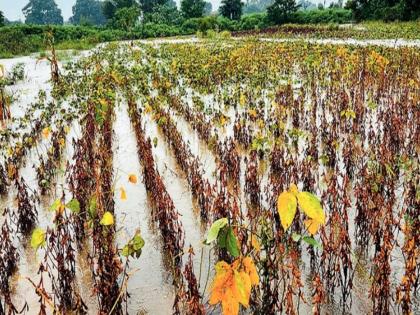 Soil for crops, only silt in the fields! | पिकांची माती, शेतात फक्त गाळच गाळ हाती! अजूनही मराठवाड्यात शेतशिवारांचे तळेच; घरे, पूल रस्त्यांचेही नुकसान 