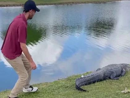 Florida Man Picks Up Golf Ball From Alligators Tail | VIDEO: चेंडूसाठी काहीपण! 'तो' मगरीच्या शेपटीजवळ गेला अन्...