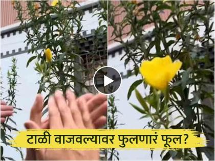 Viral Video : Man clap at flower bud video goes viral | टाळी वाजवल्यानंतर फुलणाऱ्या फुलाचा व्हिडीओ व्हायरल, जाणून घ्या खरंच असं होतं का?