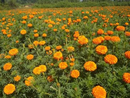 Flower growers in Khamgaon taluka expect price hike | खामगाव तालुक्यातील फूल उत्पादक शेतकऱ्यांना भाववाढीची अपेक्षा