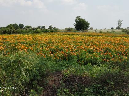 Production of millions through seasonal flowering | हंगामी फुलशेतीमधून लाखोंचे उत्पादन