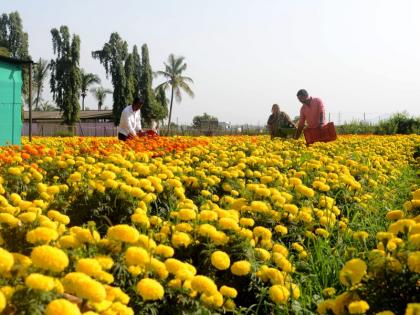 Navratri festival due to inflorescence of flowers; Demand demanded: Phu | नवरात्रोत्सवामुळे फुल बाजारात सुगंधाचा दरवळ; दसऱ्यासाठी मागणी वाढली