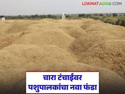 latest news Fodder Shortage: No fodder… but ‘this’ idea is great; Read in detail about the new fund for livestock farmers | Fodder Shortage : चारा नाही… पण ‘ही’ आयडिया भारी; पशुपालकांचा नवा फंडा चर्चेत वाचा सविस्तर latest news Fodder Shortage: No fodder… but ‘this’ idea is great; Read in detail about the new fund for livestock farmers | Fodder Shortage : चारा नाही… पण ‘ही’ आयडिया भारी; पशुपालकांचा नवा फंडा चर्चेत वाचा सविस्तर