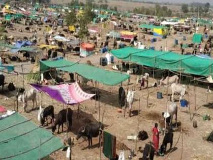 Fodder camp proposals stuck in Buldhana | चारा छावण्यांचे प्रस्ताव अडकले लालफितशाहीत