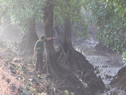 15 species of mangroves recorded in creeks; Verification will be done by Forest Department | खाड्यांमध्ये खारफुटीच्या १५ प्रजातींची नोंद; वन विभागाकडून पडताळणी केली जाणार