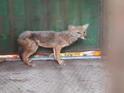 The fox that fell into the well was rescued alive after four days in Sarud Kolhapur District | विहिरीत पडलेल्या कोल्ह्याला जिवदान, चार दिवसाच्या अथक प्रयत्नानंतर सुखरूप बाहेर काढलं