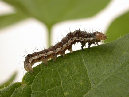 For controlling the bolworm Department of Agriculture give Advice | बोंडअळी नियंत्रणासाठी बाधित पाती, फुले, बोंडे कापा; कृषी विभागाचा सल्ला 