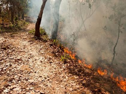 Forests and wildlife are threatened by fire | वणव्यांमुळे वन आणि वन्यजीव भयाच्या सावटात