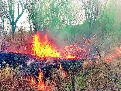 Increased incidence of forest fire, wildlife in danger due to hot summer | वनवणव्यांच्या घटनांमध्ये वाढ, तप्त उन्हाने वन्यजीव सैरभर