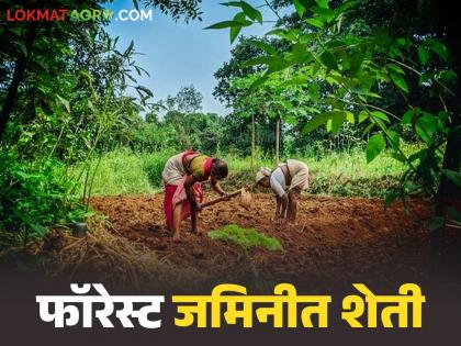 Latest News Farming on Forest Land Can agriculture be done in forest land Read in detail | Forest Land : वनजमिनीत म्हणजेच फॉरेस्ट लँडमध्ये शेती करता येते का? वाचा सविस्तर Latest News Farming on Forest Land Can agriculture be done in forest land Read in detail | Forest Land : वनजमिनीत म्हणजेच फॉरेस्ट लँडमध्ये शेती करता येते का? वाचा सविस्तर