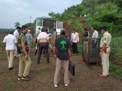 Squad filing from Borivali; Campaign to anesthetize 'that' leopard begins | बोरिवलीतून पथक दाखल; ‘त्या’ बिबट्याला बेशुध्द करण्याची मोहीम