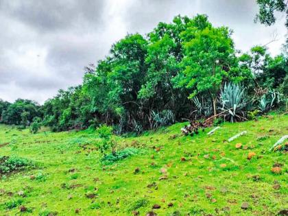 'That' land in Kondhwa is finally in the name of the Forest Department, orders District Collector Jitendra Dudi | कोंढव्यातील ‘ती’ जमीन अखेर वनविभागाच्या नावावर, जिल्हाधिकारी जितेंद्र डुडी यांचे आदेश 'That' land in Kondhwa is finally in the name of the Forest Department, orders District Collector Jitendra Dudi | कोंढव्यातील ‘ती’ जमीन अखेर वनविभागाच्या नावावर, जिल्हाधिकारी जितेंद्र डुडी यांचे आदेश
