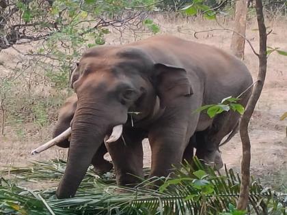 Elephant biologist S. N. Manoharan visit to villages affected by elephants | हत्ती जीवशास्त्रज्ञ एस. एन. मनोहरन यांची हत्तीबाधित गावांना भेट; हत्तींना रोखण्यासंदर्भात वनाधिकारी, कर्मचाऱ्यांना केलं मार्गदर्शन