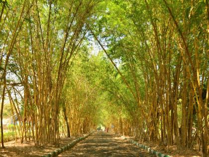 35 hectares of forest is decreasing every day in the country! Who will understand the pain of a tree, the pain of a forest | देशात दररोज ३५ हेक्टर जंगल कमी होतेय..! वृक्ष लावगडीला खीळ, जंगलाच्या वेदना कोण समजणार