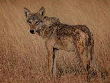 A reserve for Indian wolf in Dubai kuran Atpadi Taluka of Sangli District | लांडग्यांसाठी आटपाडीतील डुबई कुरण राखीव, राज्य शासनाची घोषणा