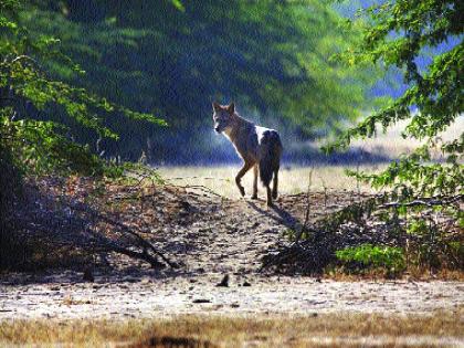 Kolhapur: Three attacked by fox in Awali Budruk of Kolhapur district, panic in village | Kolhapur: कोल्हापूर जिल्ह्यातील आवळी बुद्रुकमध्ये तिघांवर कोल्ह्याचा हल्ला, गावात दहशत