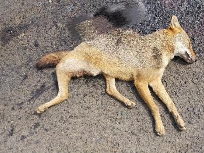 Fox killed in collision with unknown vehicle on Zarap Patradevi highway | झाराप-पत्रादेवी महामार्गावर अज्ञात वाहनाच्या धडकेत कोल्हा ठार