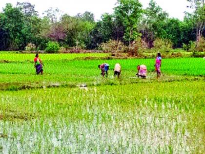 The productivity of Kharip crops of Kolhapur increased even during drought | दुष्काळातही वाढली कोल्हापूरची खरिपाच्या पिकांची उत्पादकता