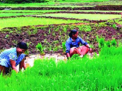 the agricultural works came in the last stage In Sindhudurga | पावसाचा जोर ओसरला, सिंधुदुर्गात शेतीची कामे आली शेवटच्या टप्प्यात