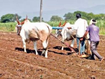 two lakh hectares of sowing remains to be done In Satara district, increasing concern | चिंताजनक! सातारा जिल्ह्यात दोन लाख हेक्टरवरील पेरणी बाकी, पावसाची प्रतीक्षा