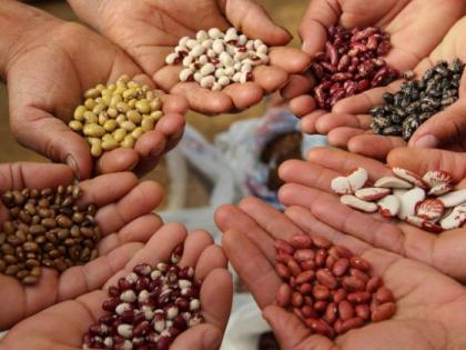 10,973 quintals of seeds available | १०,९७३ क्विंटल बियाणे उपलब्ध