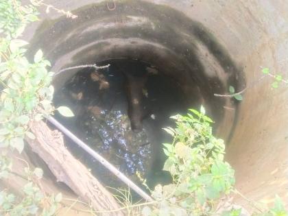 Death of a leopard after falling into a well at Devpayali, an incident in Sadak Arjuni taluka | देवपायली येथे विहिरीत पडून बिबट्याचा मृत्यू, सडक अर्जुनी तालुक्यातील घटना