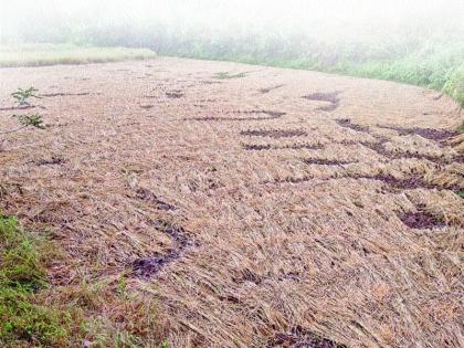 Earlier, due to drought, weather condition, waste wasted due to rain | आधी दुष्काळ, आता हवामानाची अवकृपा, पावसामुळे हाती आलेली पिके जाणार वाया