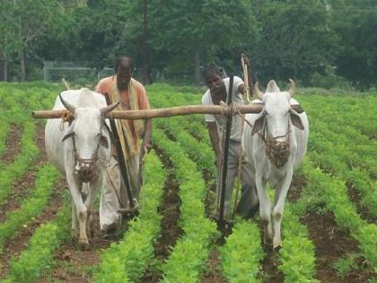 Thousands of farmers are still deprived of incentive subsidy | ‘प्रोत्साहन’ अनुदान: नियमित परतफेड करणारे शेतकरी लाडके कधी होणार?