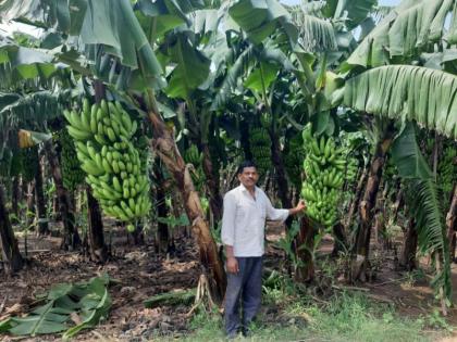 Twin-line system benificial for Farmer | जोड-ओळ पध्दत ठरतेय शेतकऱ्यांसाठी ‘फल’दायी!