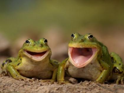 What will you learn from this little thing about frogs? | बेडकांच्या या छोट्याशा गोष्टीवरून कोणता मोठा बोध घ्याल?