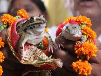 Frogs are married in many places in the country! Why did this practice start? Find out... | देशामध्ये अनेक ठिकाणी बेडकाचे लावतात लग्न! का सुरु झाली ही प्रथा? जाणून घ्या...