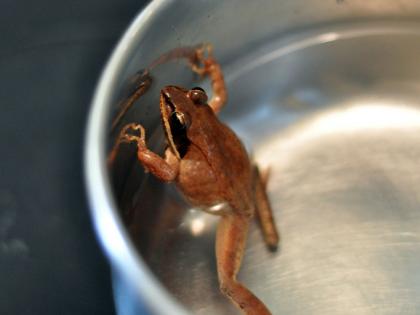 frog came out from water tap in poladpur | ...अन् पाण्याच्या नळातून चक्क बेडूक बाहेर आले