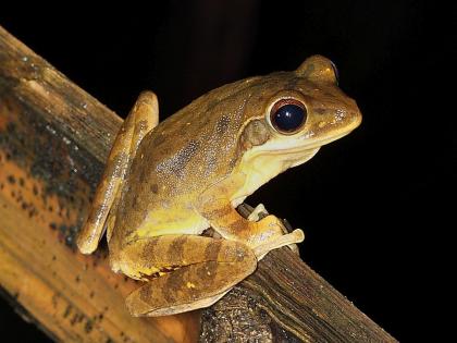 In the last 60 years, 85 new species have been named in the Western Ghats | पश्चिम घाटात ६० वर्षांत ८५ नव्या प्रजातींना मिळाले नाव