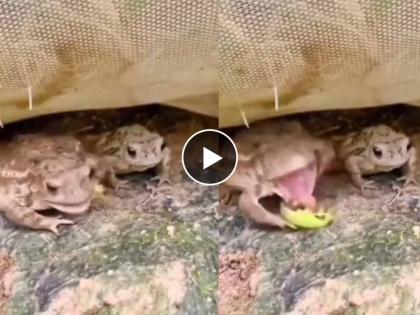 frogs got electric shock of 420 volt after trying to eat insect funny video goes viral on internet | फक्त जिभेने स्पर्श करताच या किड्याने दिला बेडकांना वीजेचा झटका, पाहा हा किडा कोणता?